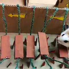 Hamster prison break