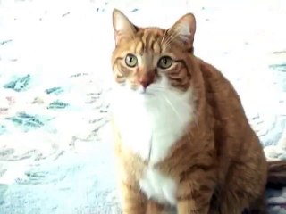 A cat talking and dancing