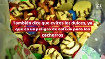 No le des a tu perro estos alimentos durante las fiestas