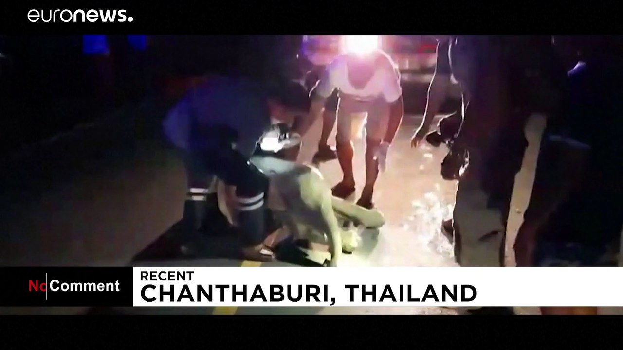 Herzmassage für den Babyelefanten