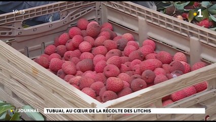 Tubuai, au coeur de la récolte de litchis