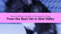 Reasons Behind Seizures & Convulsions in Dogs From the Best Vet in Simi Vallley