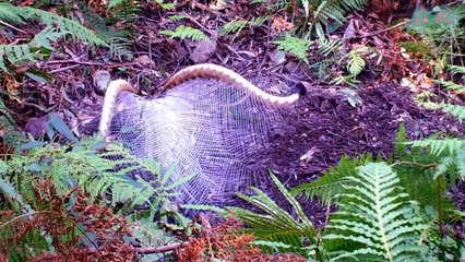 7 loài chim có bộ lông đuôi dài nhất và đẹp nhất