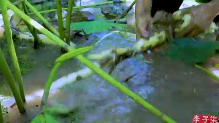 Making use of every part of the lotus: Flowers, leaves and roots