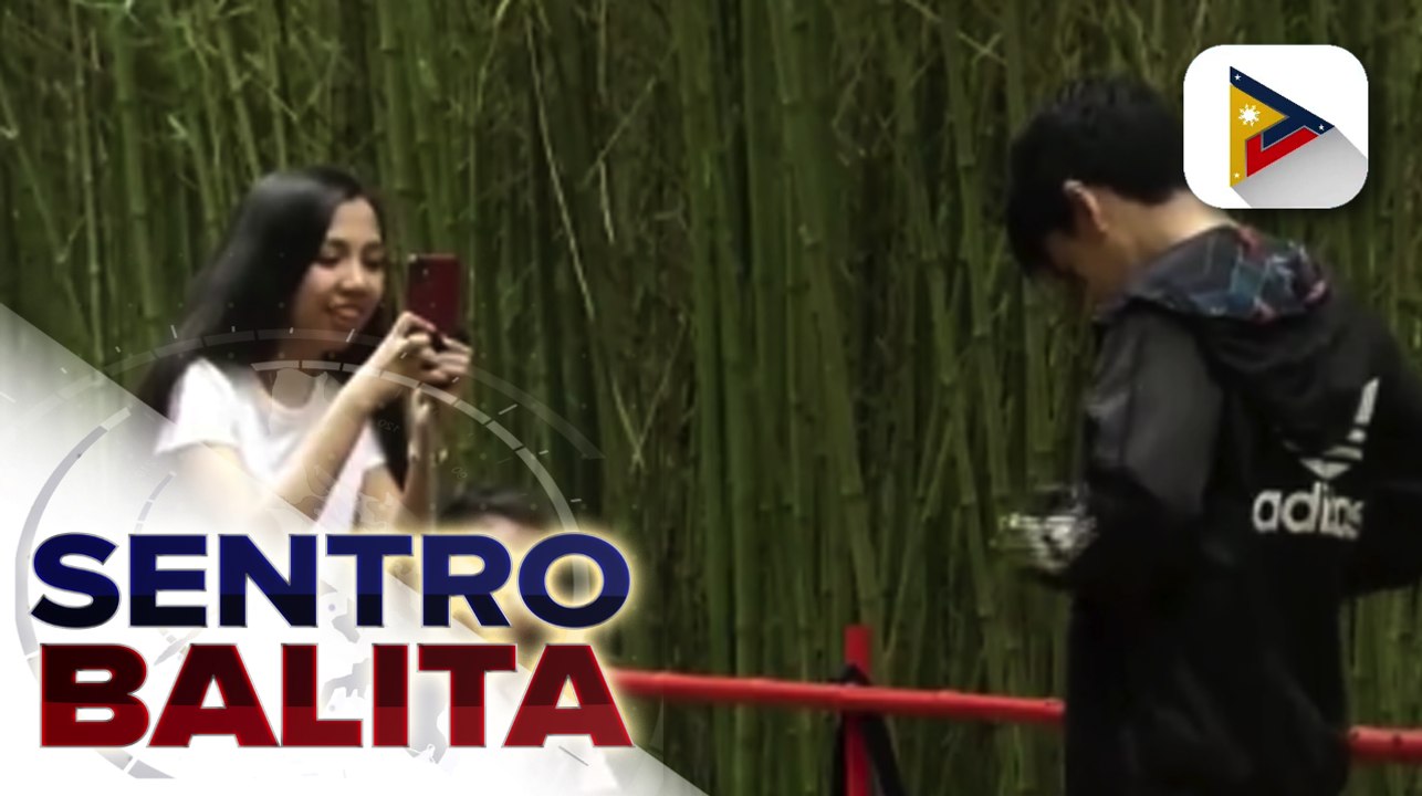 Bamboo Eco Park sa Baguio City na mala-Japan, patok ngayon sa mga turista; health protocols , mahigpit ding ipinatutupad