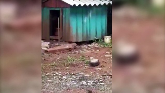 Internauta denuncia descaso e maus-tratos de animais no Jardim Presidente