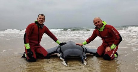 Une raie mobula de 150 kg, échouée sur une plage de Marseillan, sauvée par des pompiers