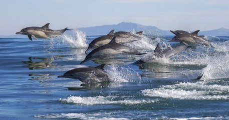 Des dauphins du monde entier sont victimes d'une maladie de peau, une conséquence du réchauffement climatique