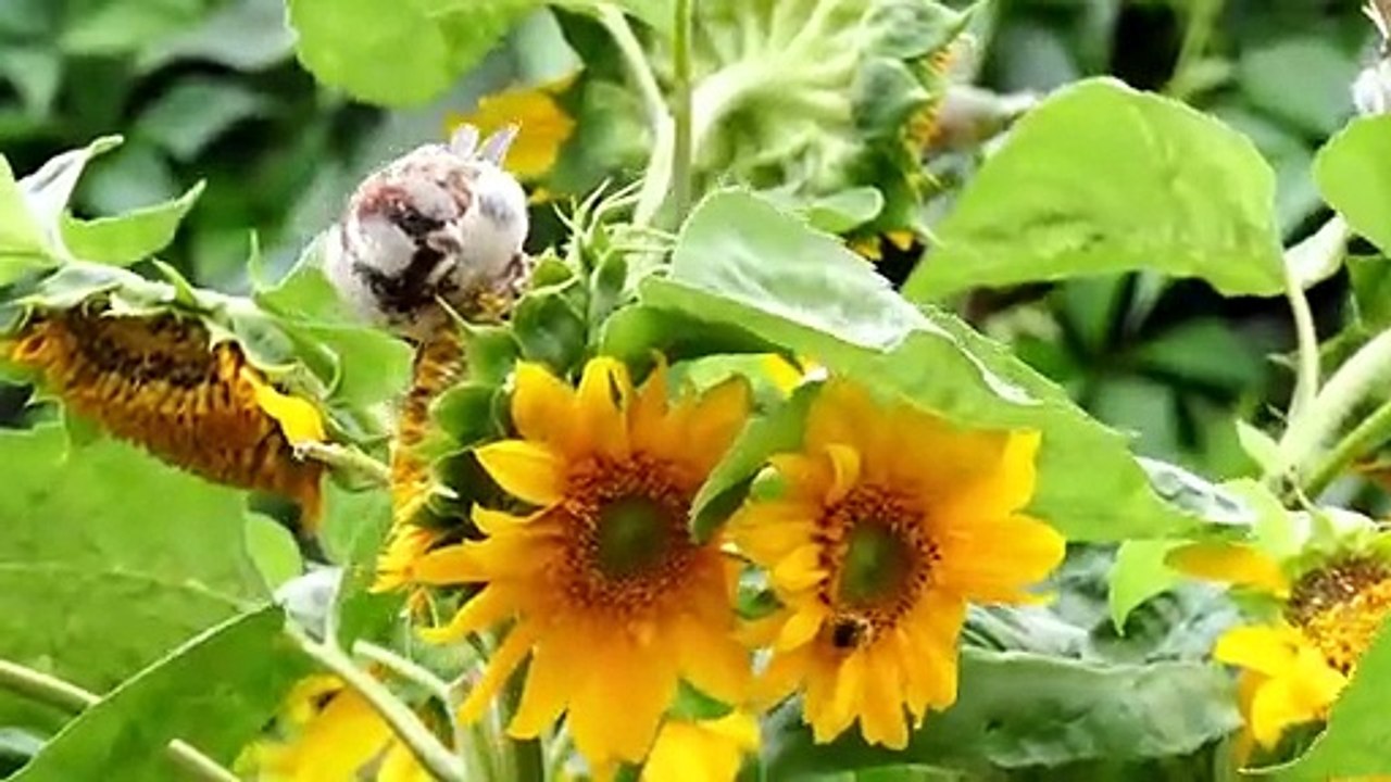The world's most bizarre birds series first part. Unique bird Sounds.