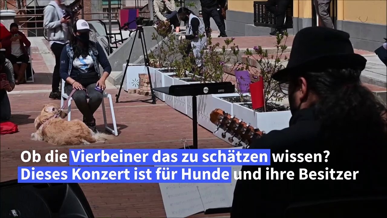 Ein Weihnachtskonzert für Hunde