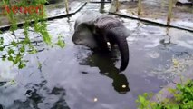 Elephants Snack on This to Relieve Stress in Polish Zoo