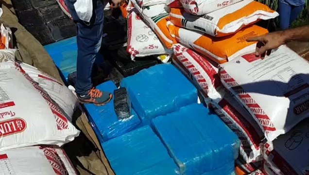 Com auxílio do cão farejador, Denarc apreende caminhão que transportava drogas em meio a carga de milho