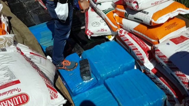 Apreensão da Denarc totalizou 1,3 tonelada de maconha; vídeo mostra ação do cão farejador realizando buscas