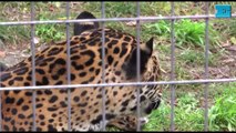 Tristeza en el Bioparque murió el yaguareté