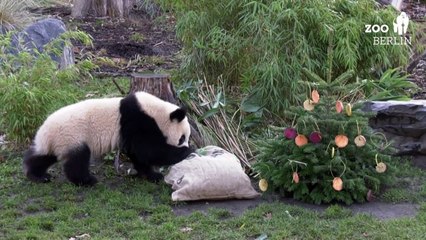 Скачать видео: Au zoo de Berlin, des sapins de Noël décorés ... à la viande et aux légumes!