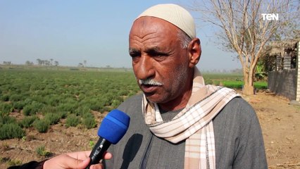 عباد شارونة.. قرى مصرية تغزو العالمية بـ تصدير النباتات الطبية والعطرية