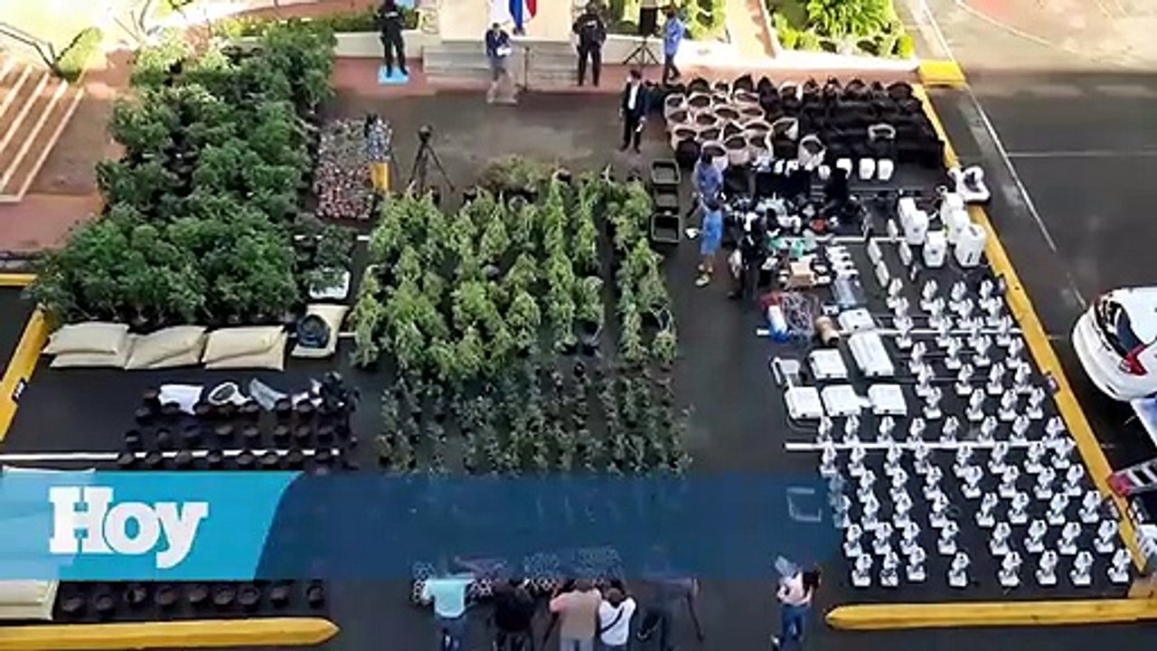 Desmantelan tres invernaderos para el cultivo y empaque de marihuana en SDE