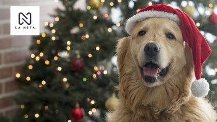 Mira como hace viral #PerroNavideño en TikTok
