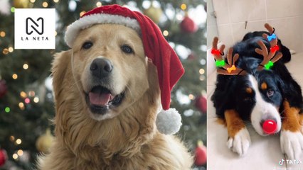 Así, ellos  #PerroNavideño Celebran la llegada de la Navidad en TikTok