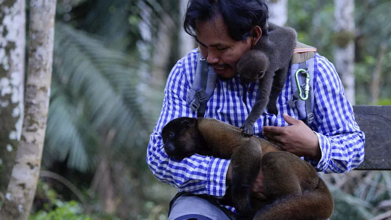 Este hombre rescata y reintroduce en el Amazonas a monos huérfanos