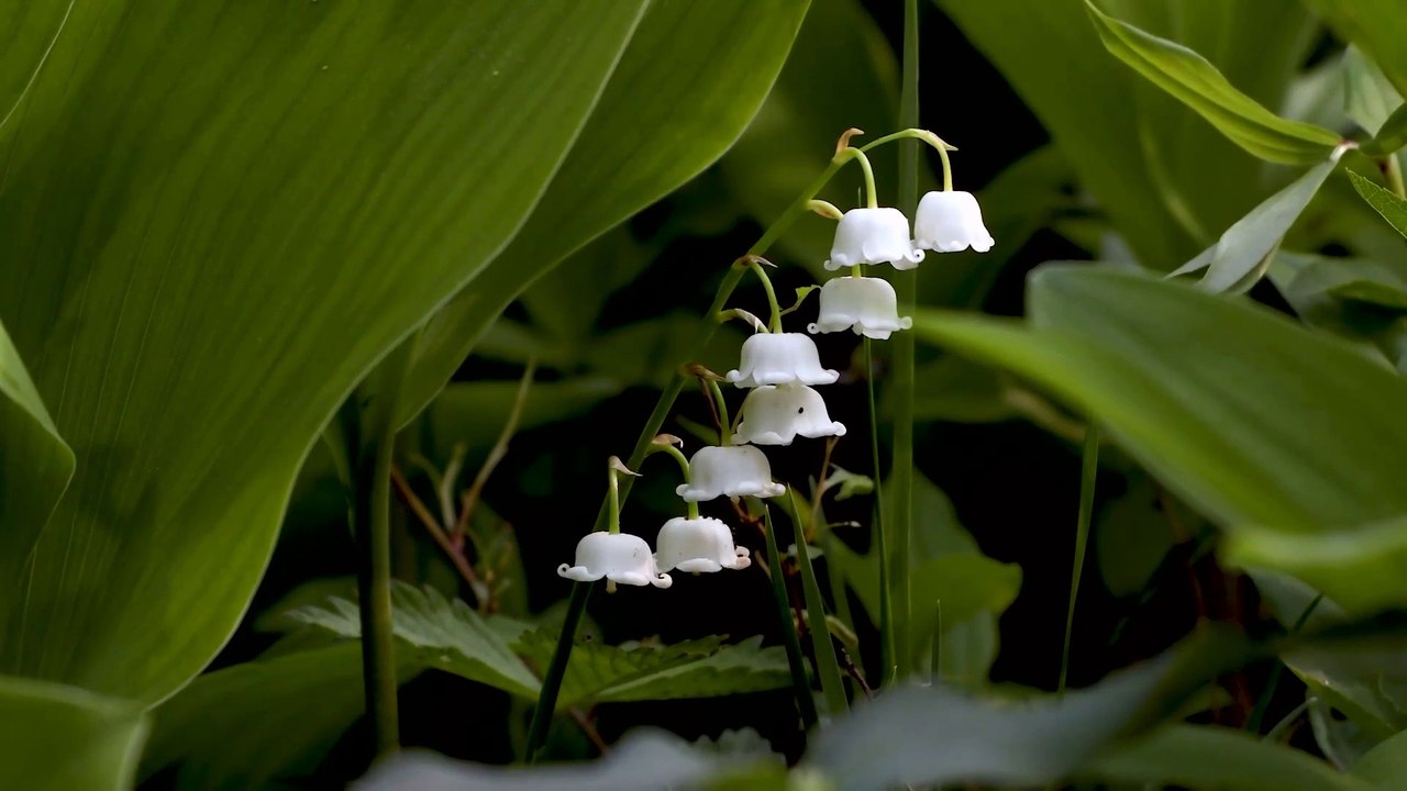 Beautiful Flowers in the world HD video
