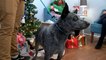 Holiday Pet Adoption With Yavapai Humane Society