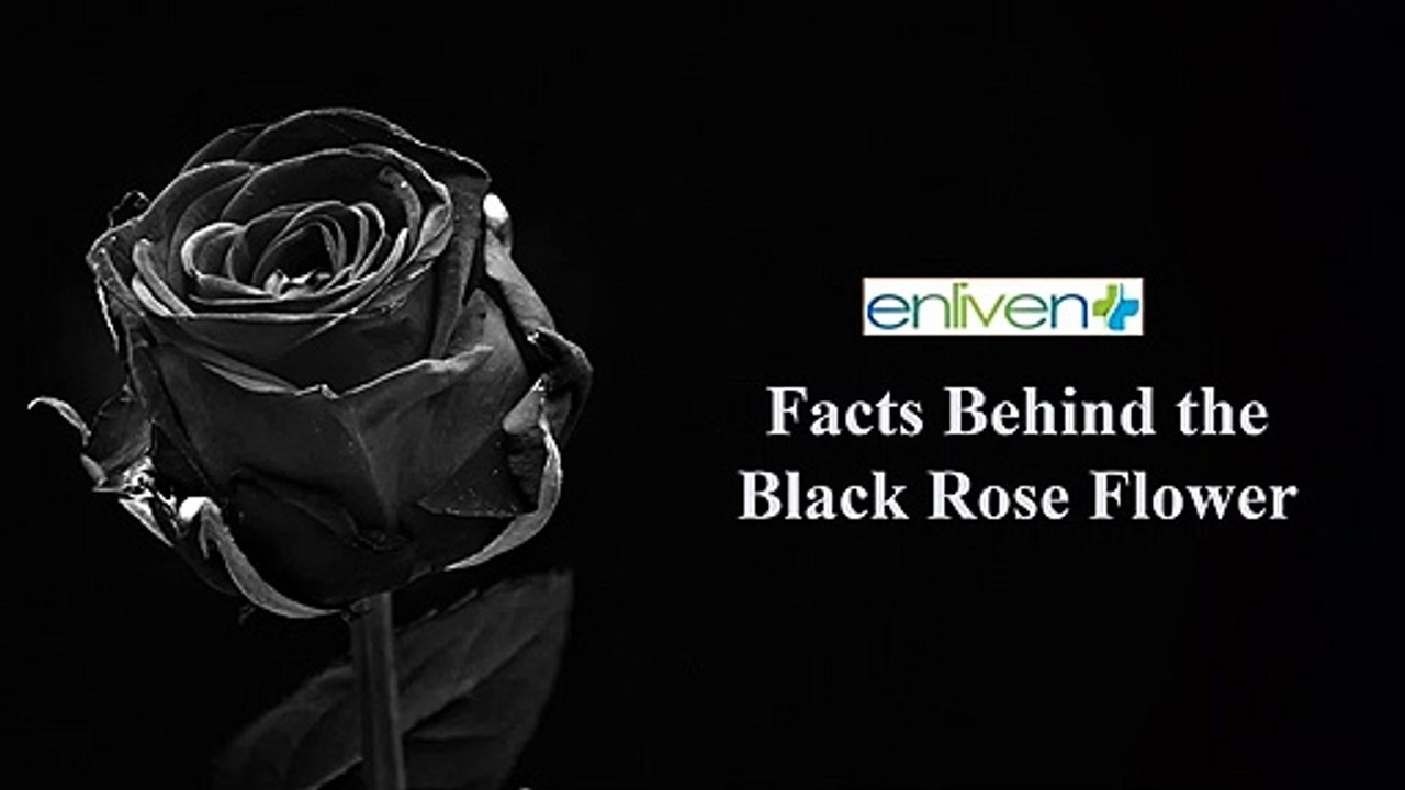 Facts Behind the Black Rose Flower.