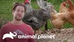 Resgate de galos que eram forçados a brigar por dinheiro | Santuário Animal | Animal Planet Brasil
