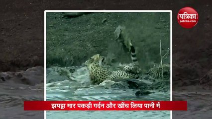 Crocodile Drags Cheetah Into Water In Horrifying Video