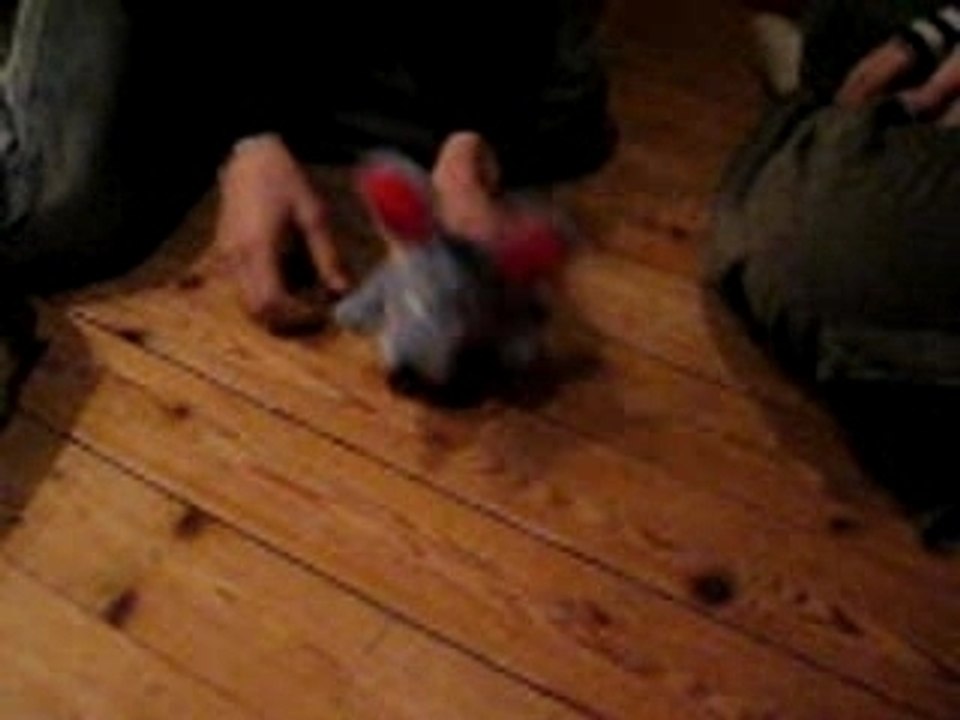 Photo 035