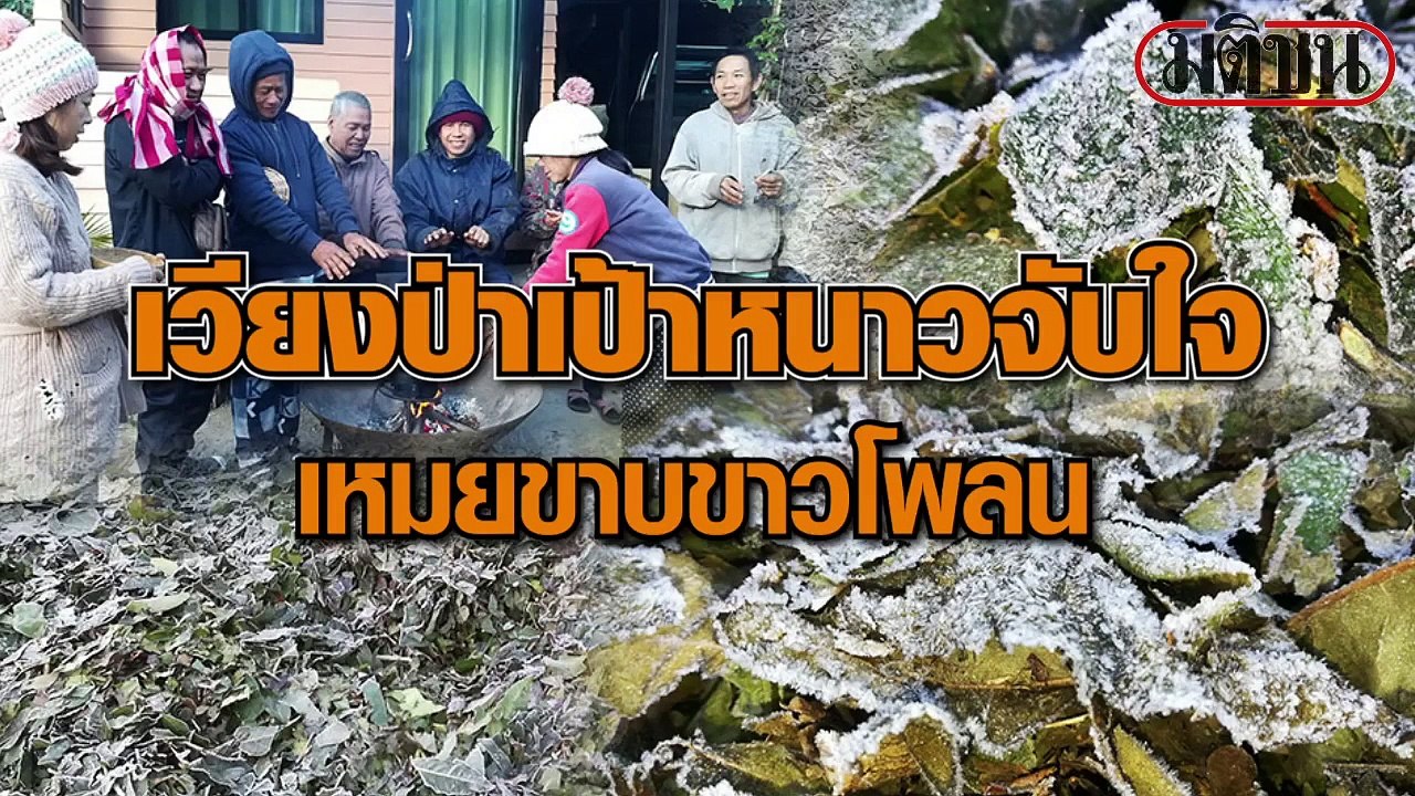 เวียงป่าเป้าหนาวจับใจ เหมยขาบขาวโพลน
