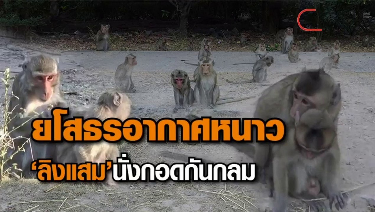 ยโสธรอากาศหนาว ลิงแสมกอดกันกลม