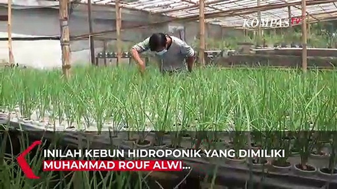 Pegawai BUMN Raup Untung Selama WFH dengan Kebun Hidroponik