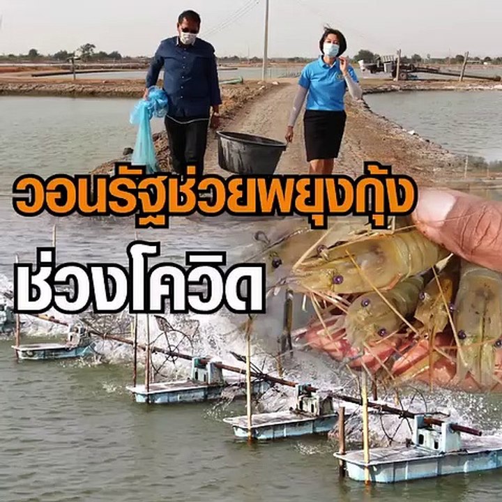 วอนรัฐช่วยพยุงกุ้ง ช่วงโควิด