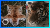 Pusat Penyelamatan Hewan di China Dituduh Menjual Produk dari Harimau Terancam Punah - TomoNews