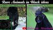 Animals In Black|Black Panthers Facts|Goth Chicken bring Power,Wealth & Good Luck Charm|What Exactly Is A Black Rose
