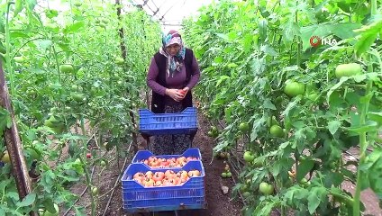 Kumlucalı çiftçiden 'kış domatesini yemeyin' diyen doktora klipli cevap