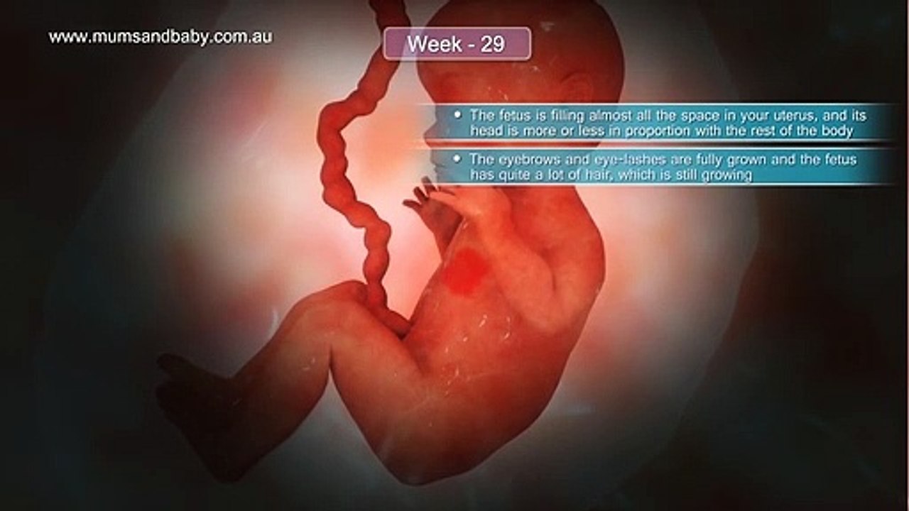 Pregnancy Week 29 - Seven Months Pregnant