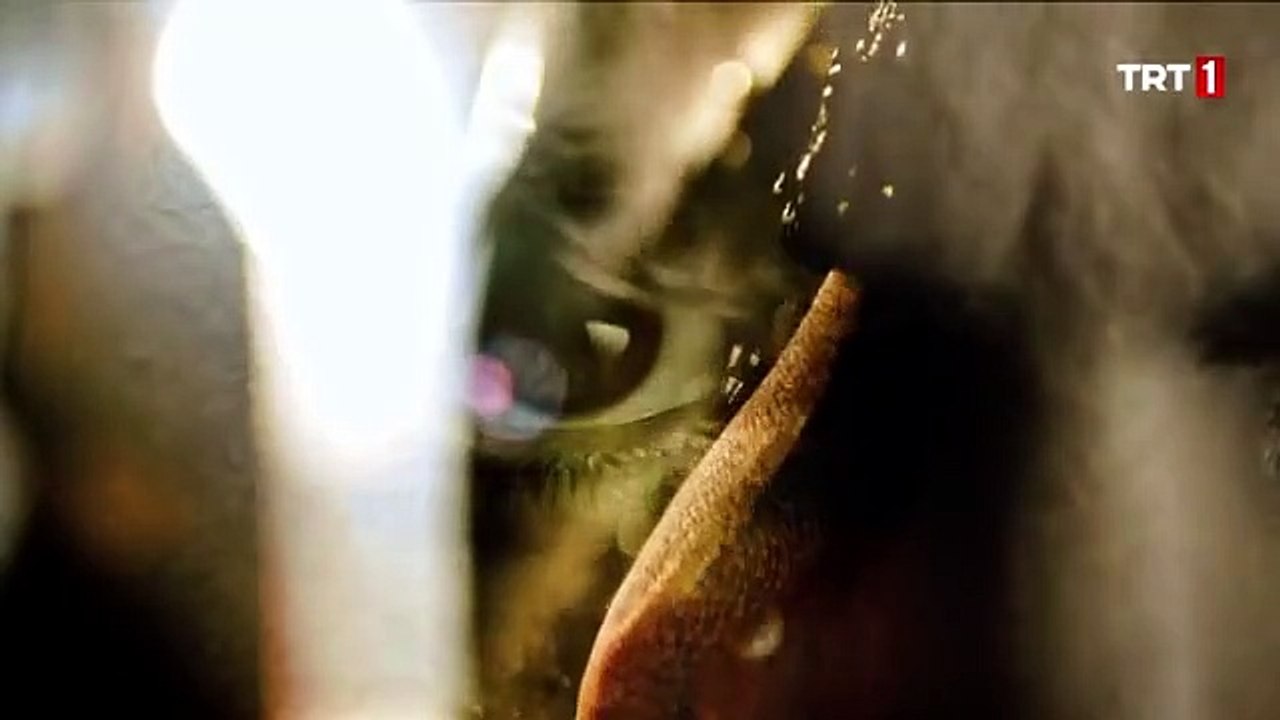 Uyanış Büyük Selçuklu dizisinde gündeme bomba gibi düşen ceza! Uyanış Büyük Selçuklu 14. Bölüm 2. Fragman