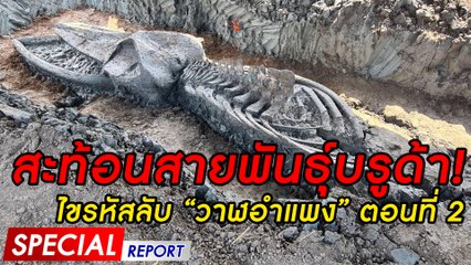 สะท้อนสายพันธุ์บรูด้า! ไขรหัสลับ“วาฬอำแพง” | SPECIAL REPORT 271263 | Dailynews