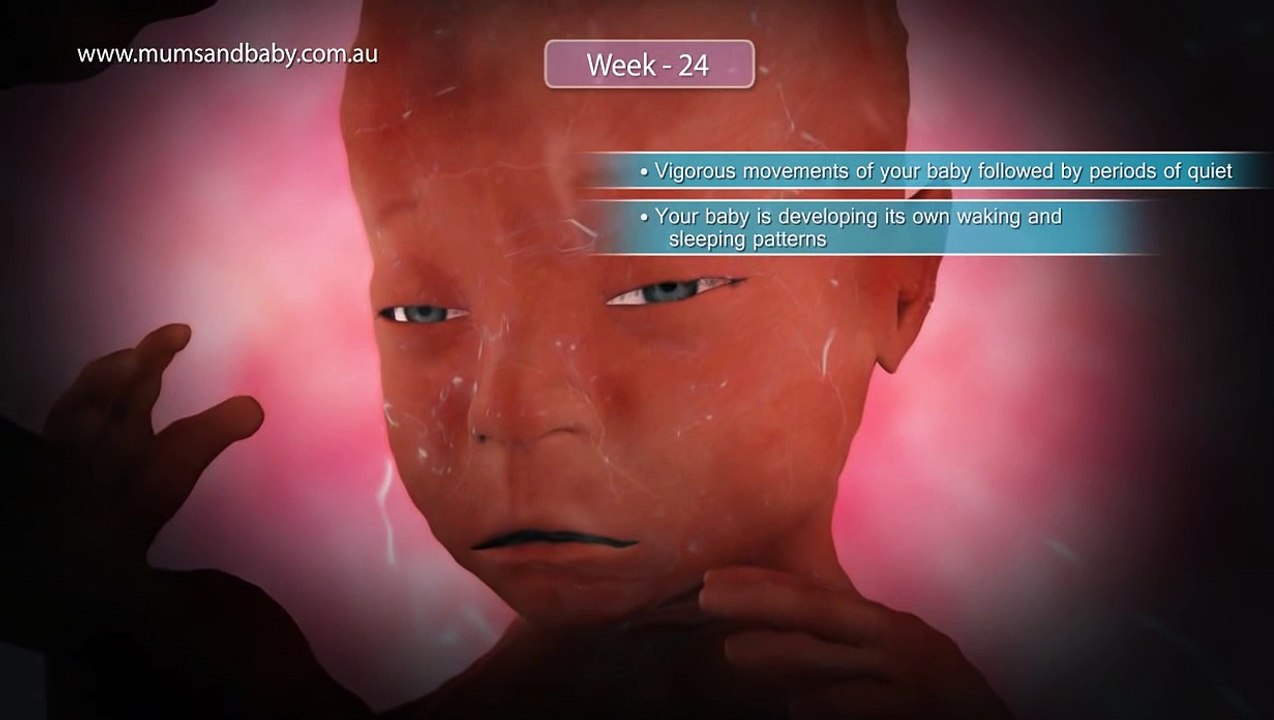 Pregnancy Week 24 - Six Months Pregnant