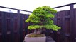 Triển lãm cây cảnh bonsai nghệ thuật Nhật Bản 2020