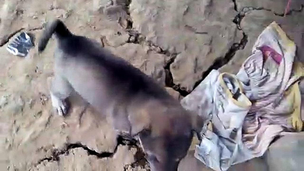 Play with little cute dog