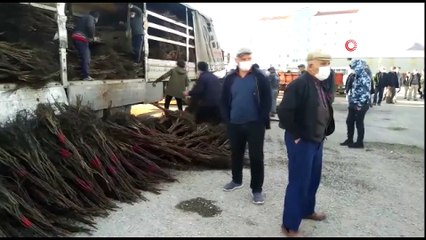 İlçe nüfusunun iki katından fazla ceviz fidanı dağıtıldı