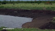تمساح ضخم يسحب الفهد إلى الماء في فيديو مرعب