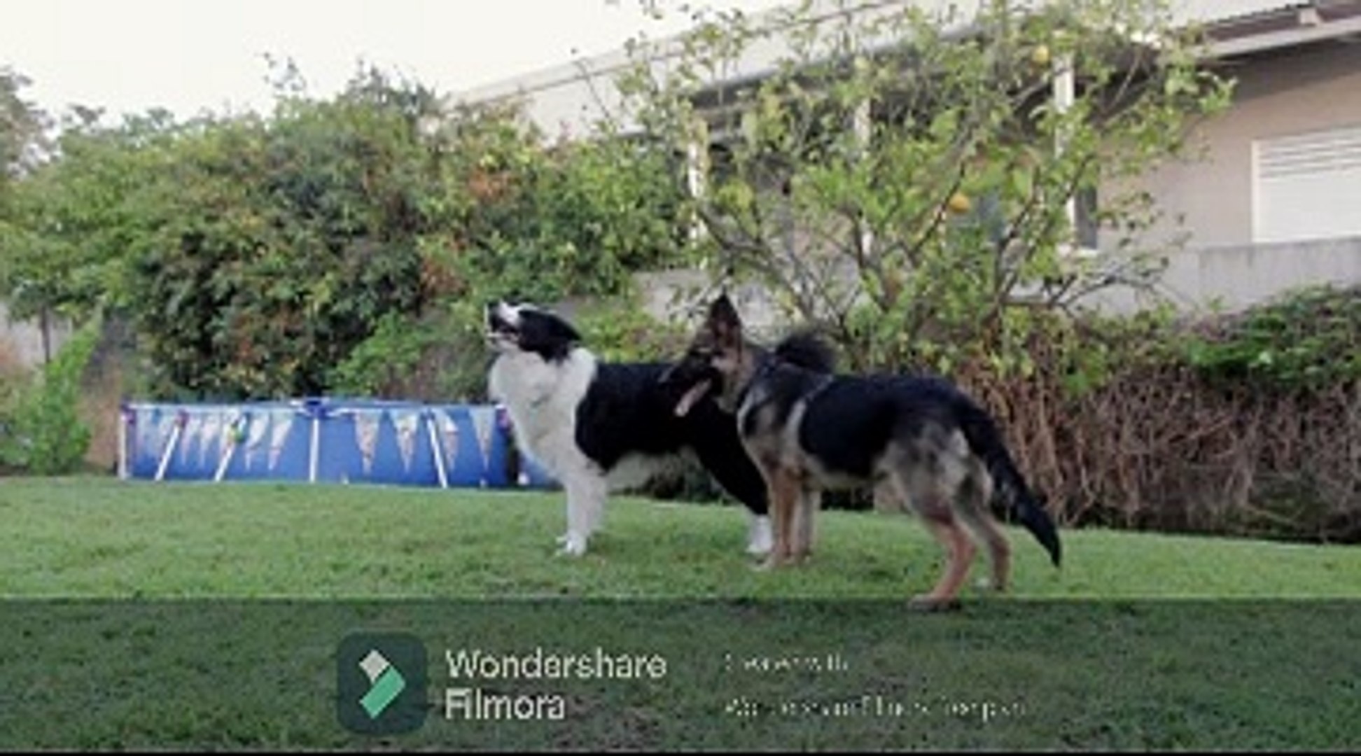 ⁣dog park dog fights
