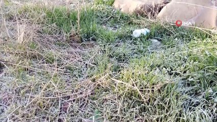 Yavuzeli'nde don tarım arazilerini vurdu