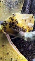 %100 Doğal Bal Budur İşte