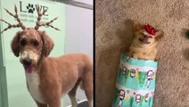 These Sweet Pups Are Ready For The Holidays