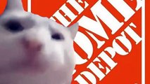 Cat Vibing to the Home Depot Theme Song